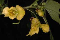 Impatiens scabrida